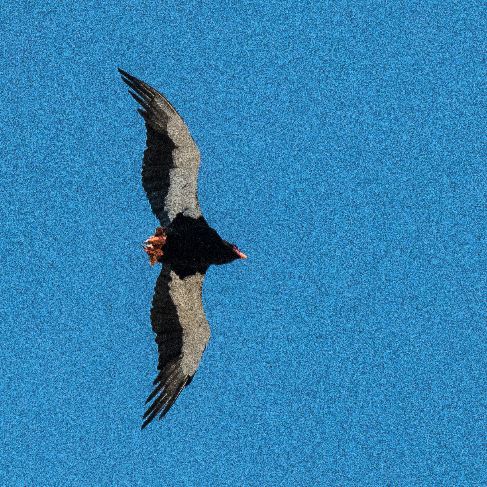 Bateleur des savanes (Bateleur, Therathopius ecaudatus), mâle adulte au vol, vu de dessous, Kwando reserve, Delta de l'Okavango, Botswana.